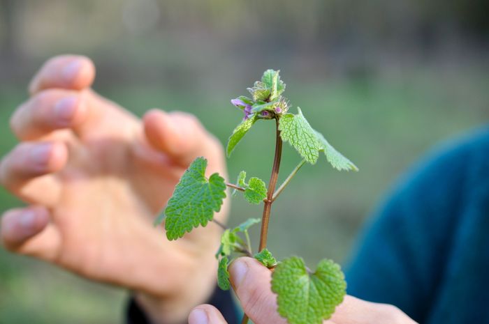 Un parcours dédié aux plantes sauvages qui poussent à nos pieds même en plein Paris !