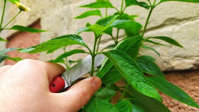 Multiplication des plantes