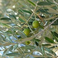 Exposition « L'Olivier et l'huile d'olive »