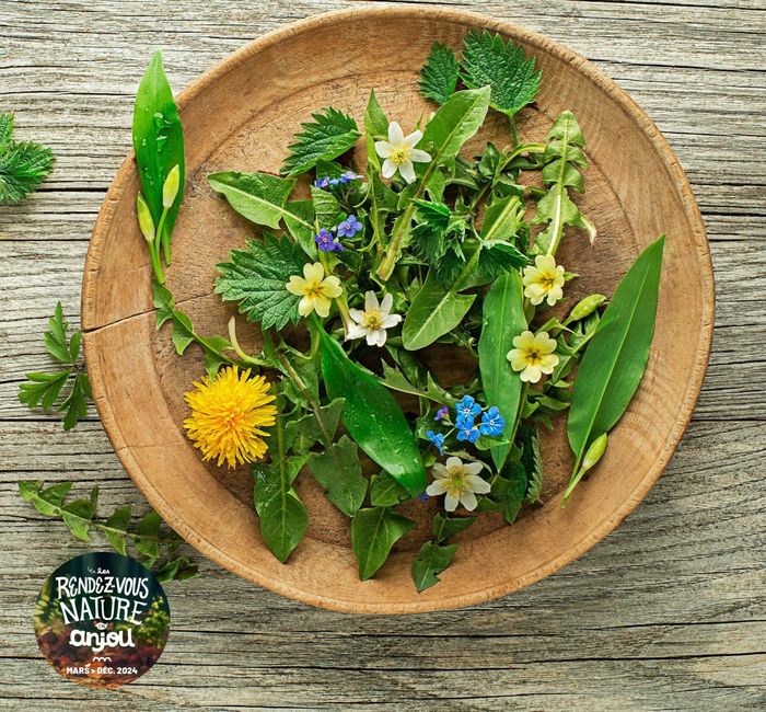 Des plantes précieuses au cœur de la ville