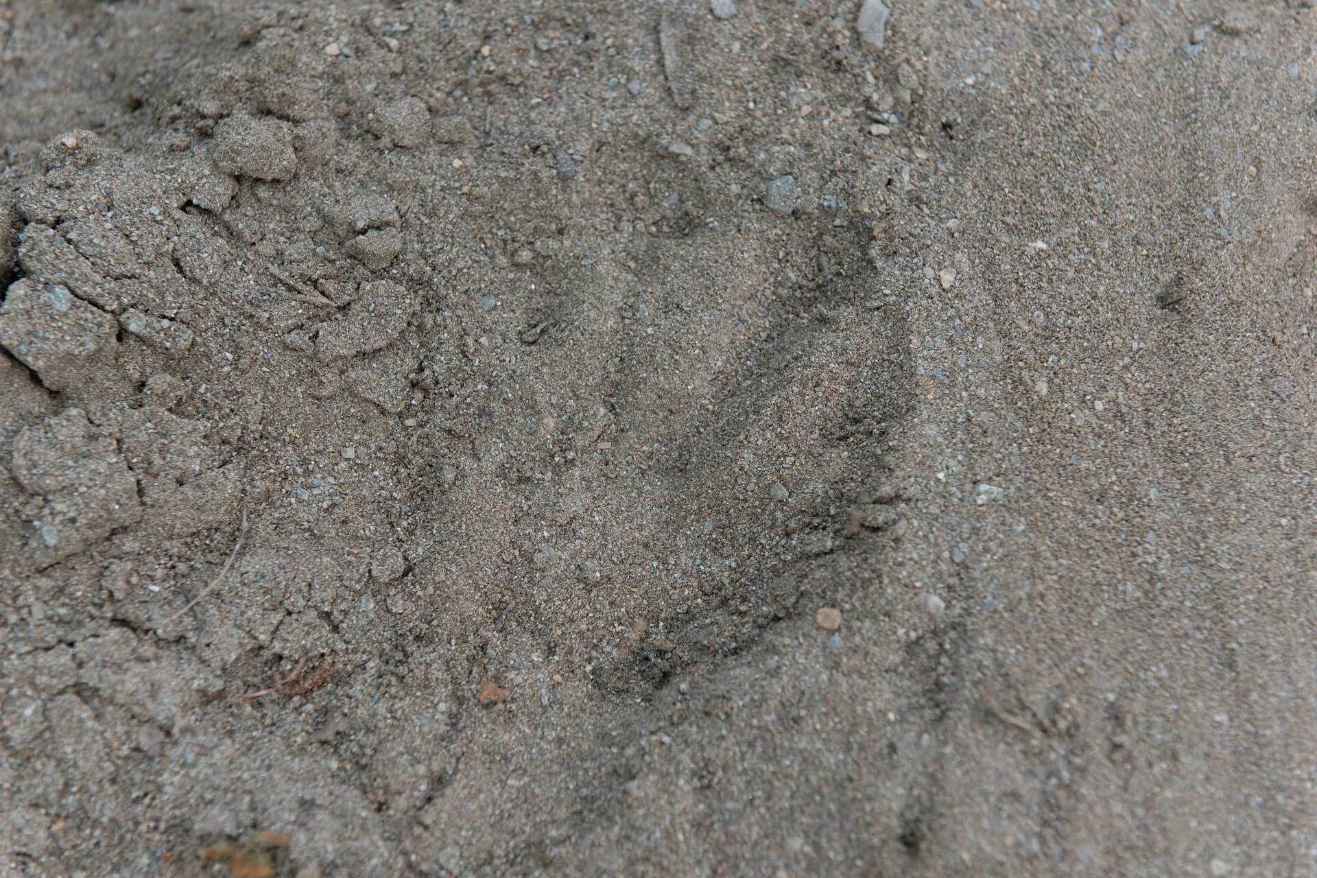 Traces et empreintes