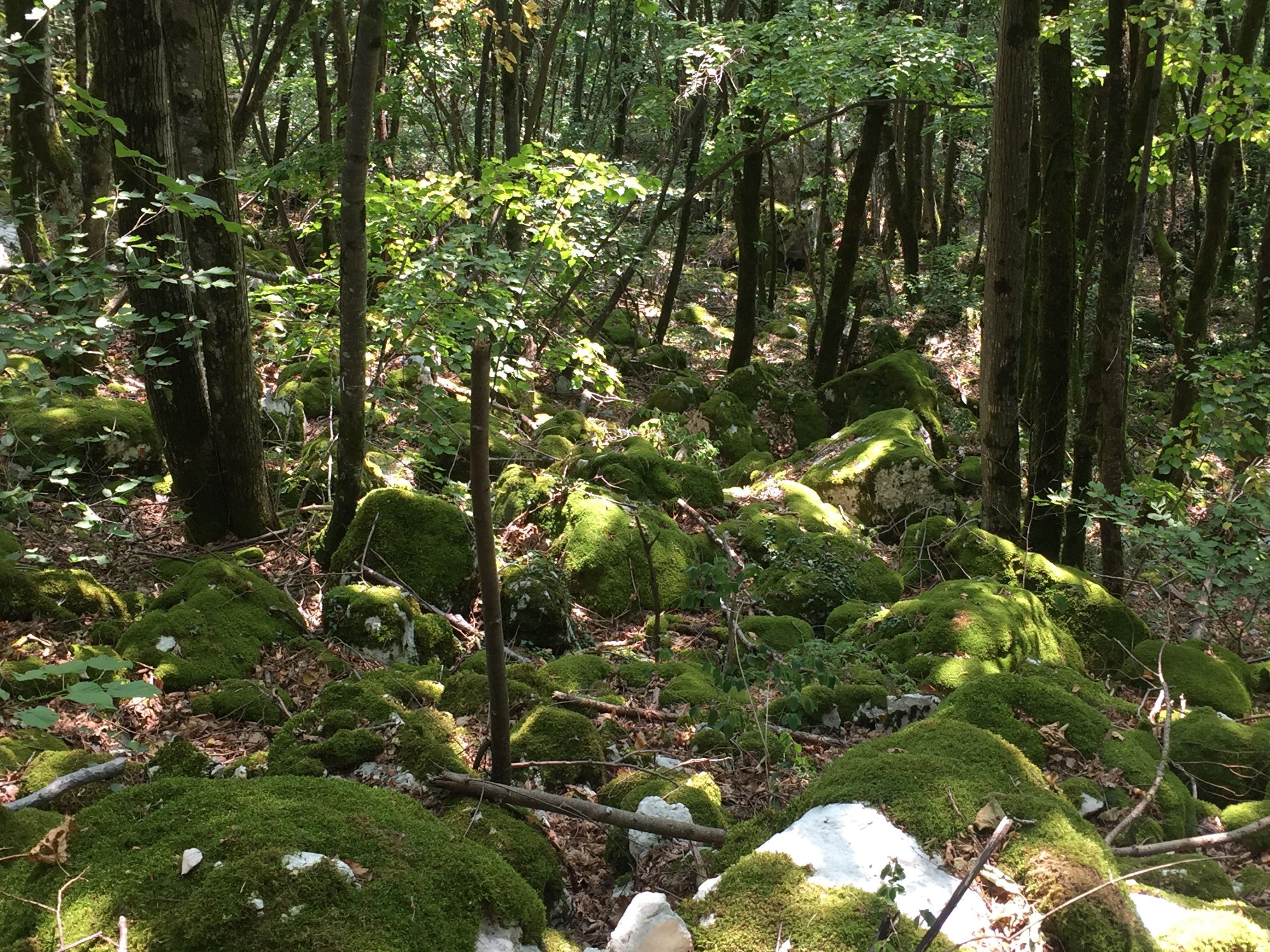 Balade ressourçante "L'énergie douce de la nature"