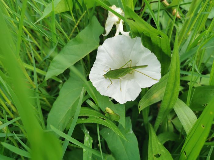 DÉCOUVRIR ET INVITER LA NATURE CHEZ SOI