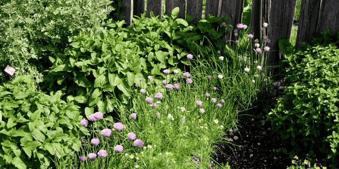 Création d'un jardin aromatique