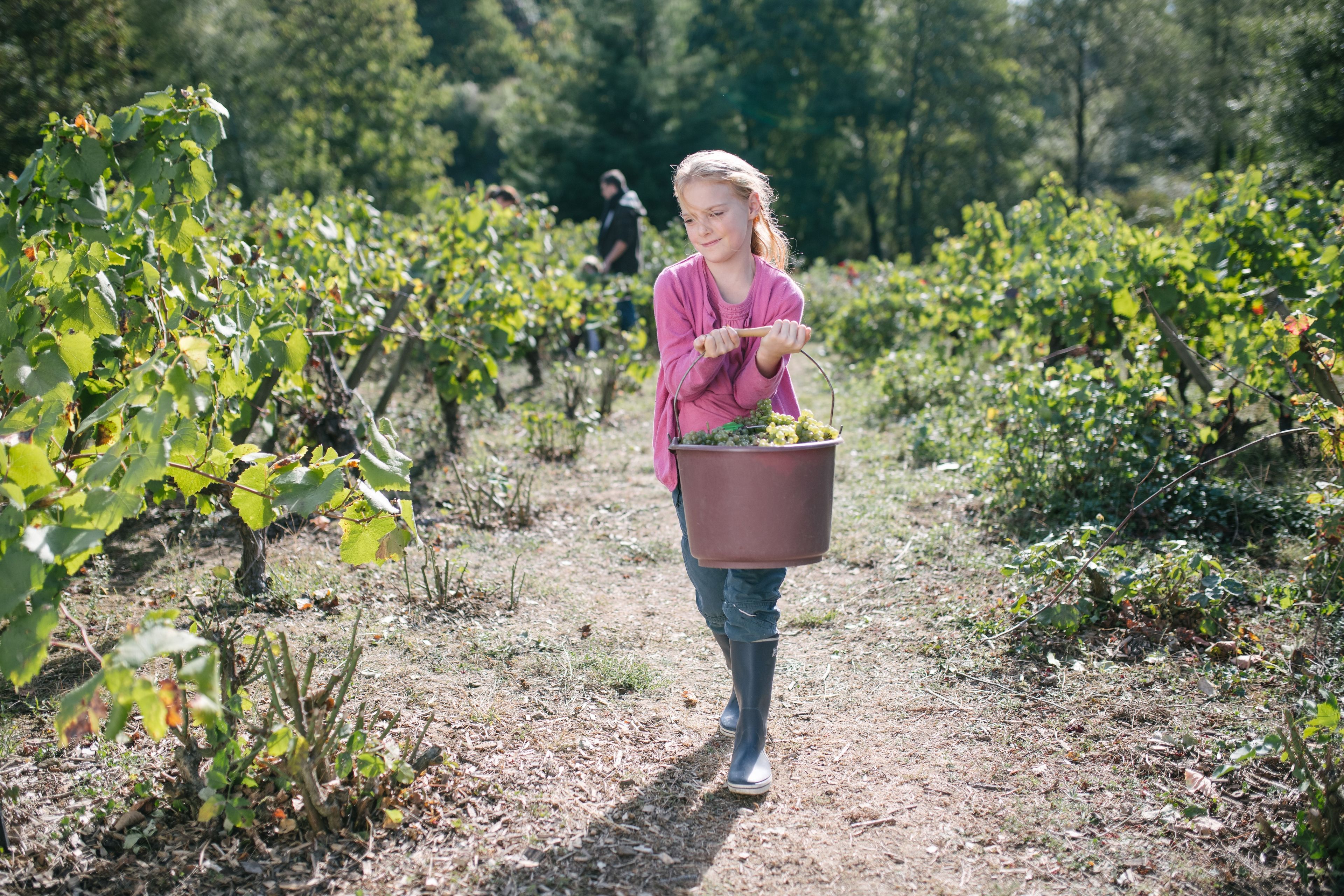 Vendanges en famille