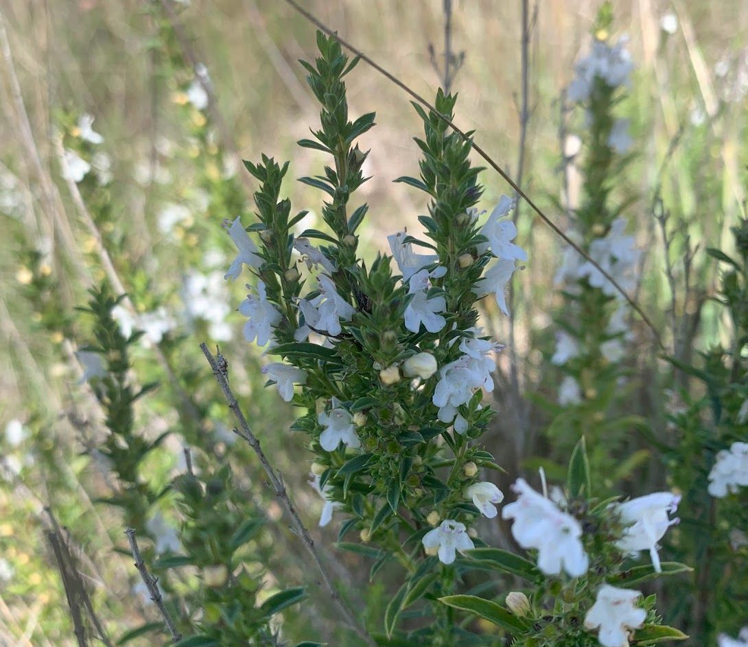 Plantes et mythologie, une histoire qui date…