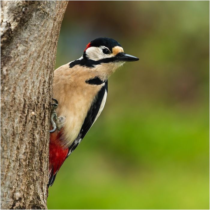 Le printemps des pics - balade ornithologique