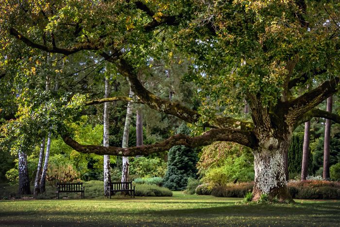 (Re)Découverte de l'Arboretum : conservatoire paysager du patrimoine botanique