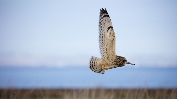 A la recherche du Hibou des marais