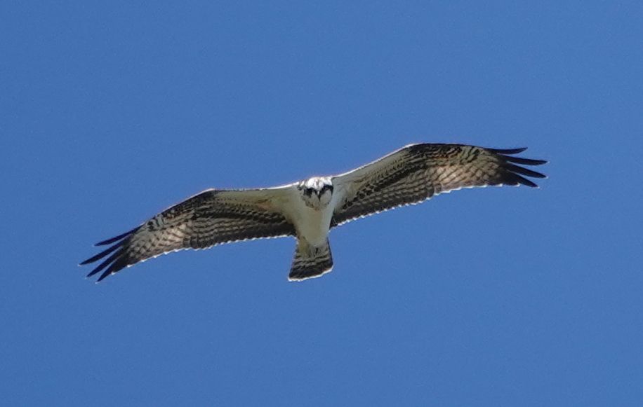 À la recherche des oiseaux migrateurs