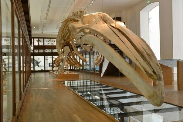 L’histoire de la baleine du Muséum