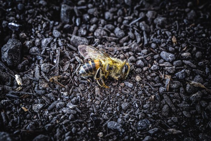 Conférence sur la 6ème extinction