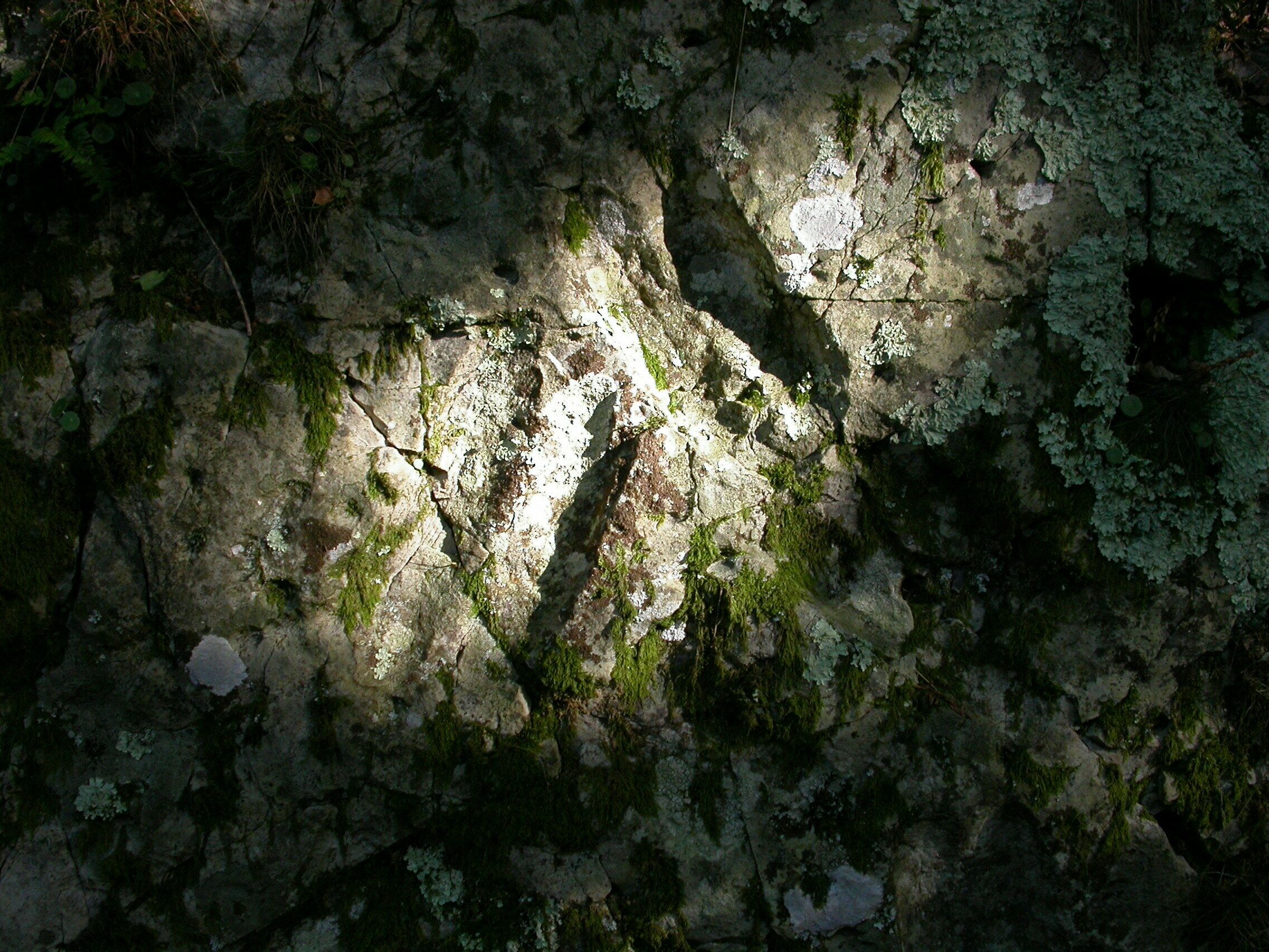 Paléontologue en herbe