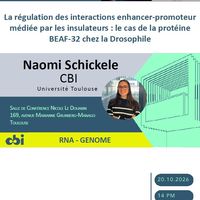 La régulation des interactions enhancer-promoteur médiée par les insulateurs: le cas de la protéine BEAF-32 chez la Drosophile