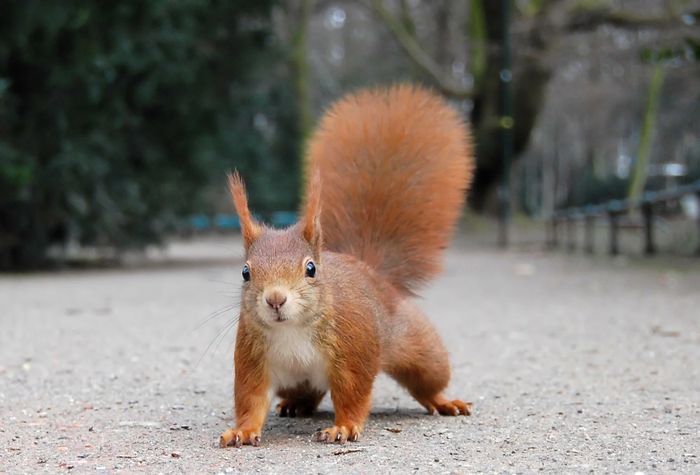 Venez découvrir les habitants, parfois discrets, des espaces boisés du parc du château de Champs.