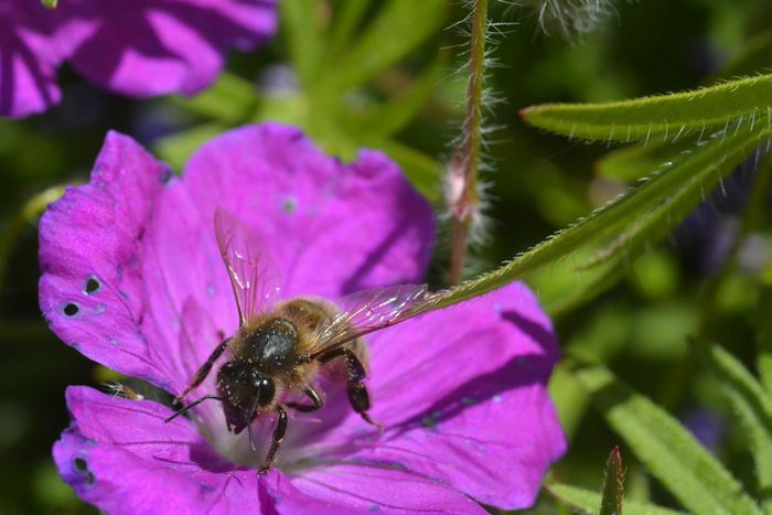 Portraits d'insectes au jardin des Plantes