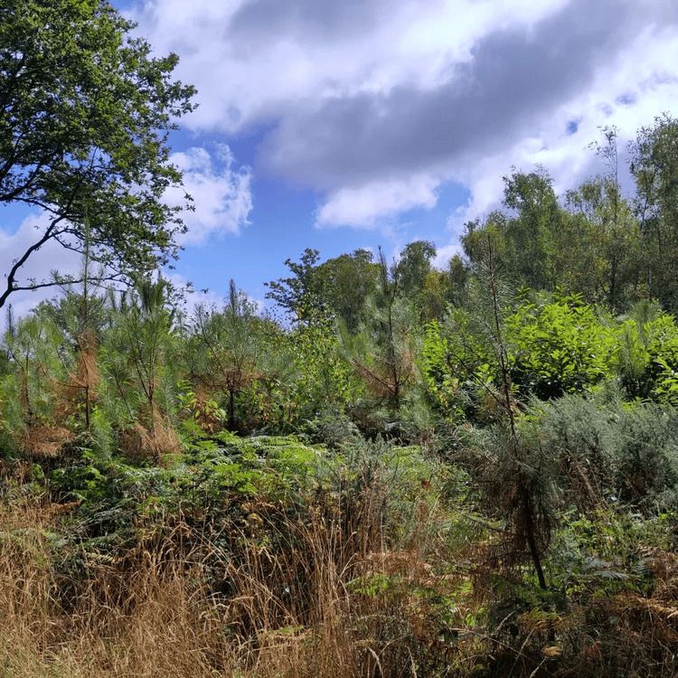 À la découverte des secrets des forêts et de leur gestion