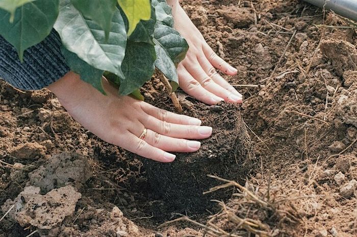 Ramène ta graine - Plantations participatives sur la place Gloriette-Petite Hollande