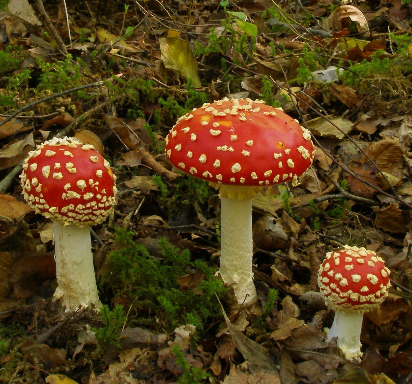 Les champignons et la forêt de Fontainebleau en automne