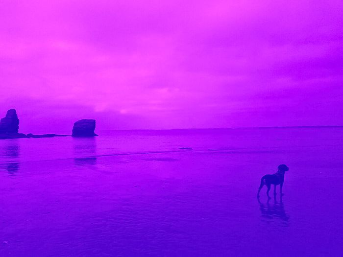Les chiens ne ressentent pas la honte