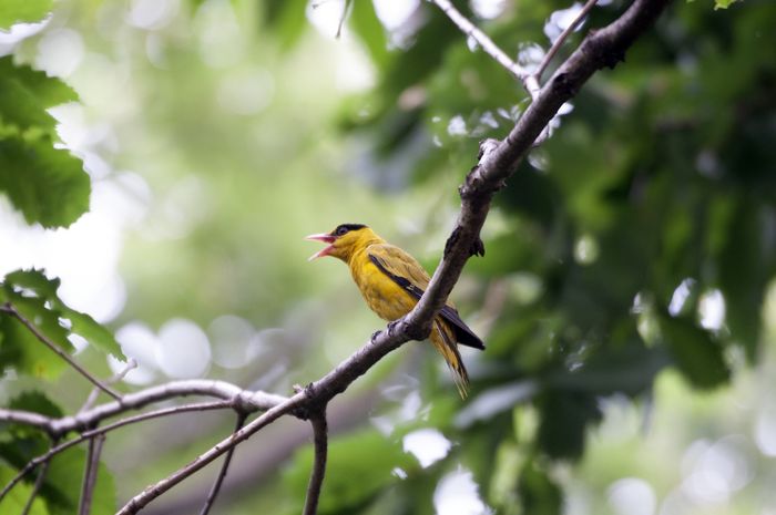Atelier apprendre à reconnaître le chant des oiseaux