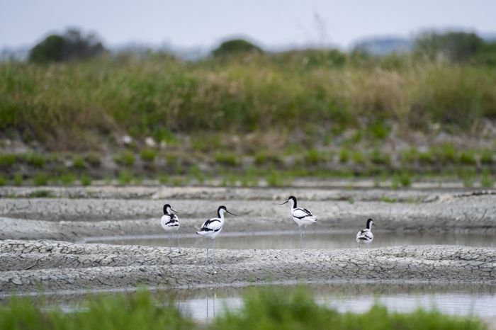 Balade Nature - La faune et la flore des marais salants