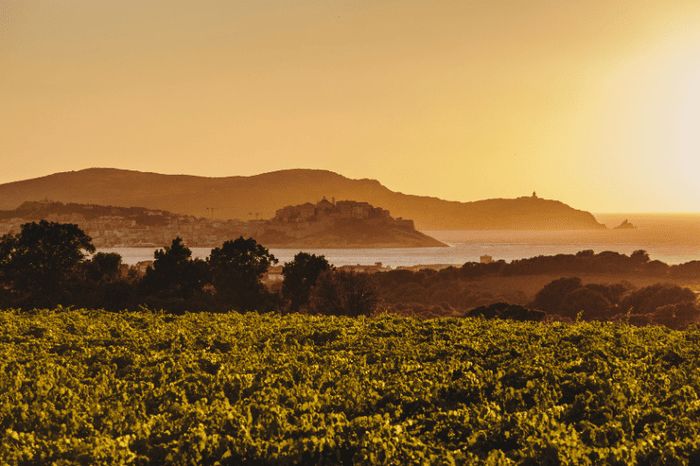 Vins de Corse