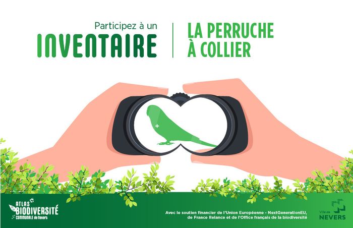 A la recherche de l'ET tout vert de Nevers : la Perruche à collier