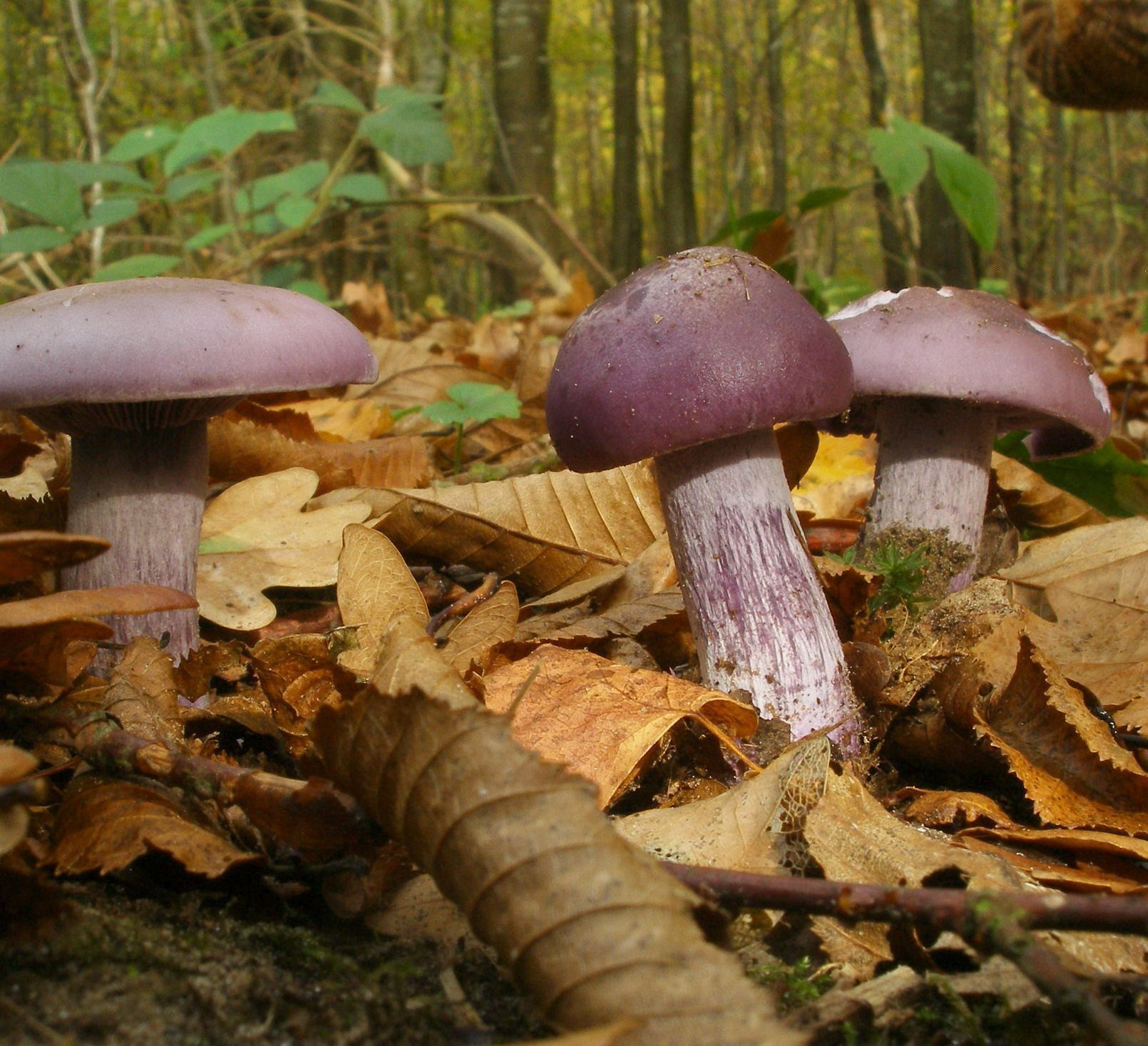 Paysages d’automne et champignons