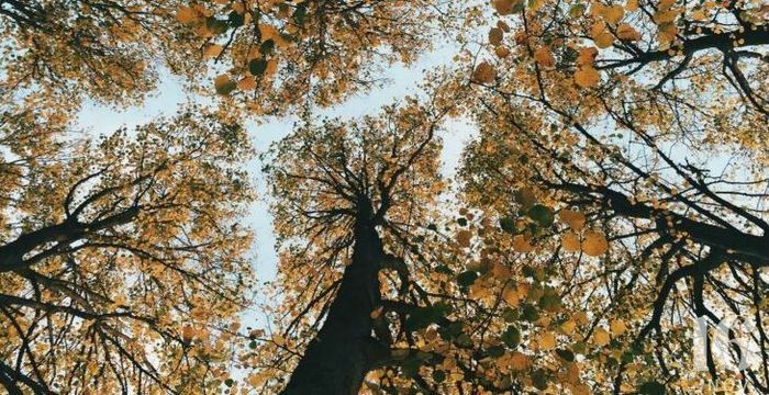 Balade nature « Les arbres, ça me branche ! »