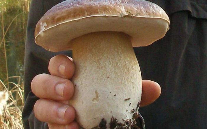 Sorties champignons en Île-de-France
