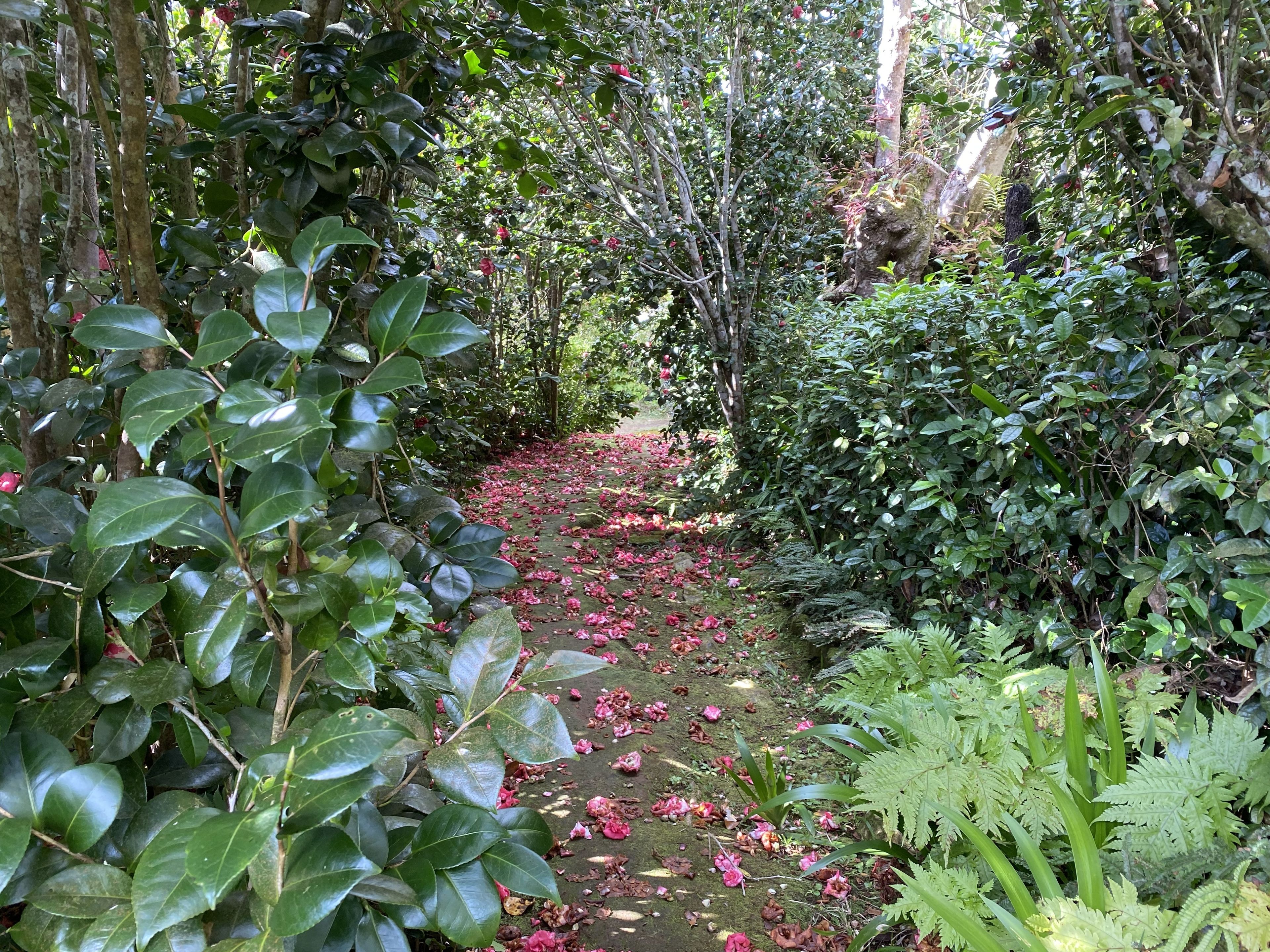 Des hommes et des plantes à La Réunion: découverte du jardin de La Vallée Heureuse