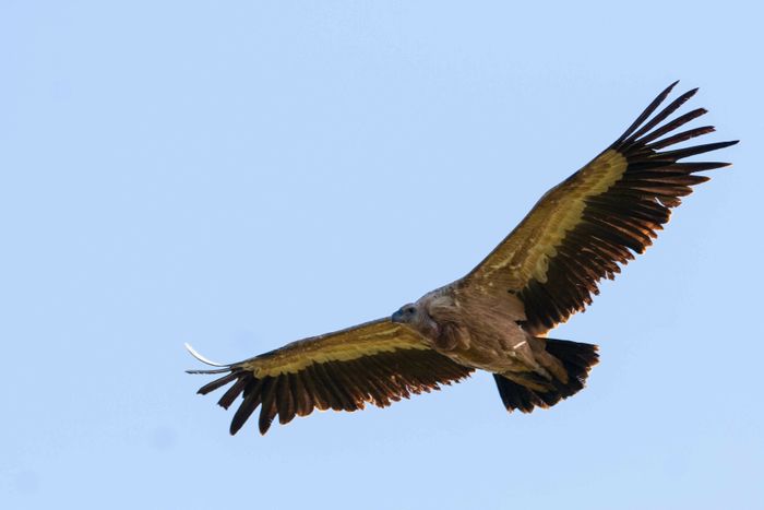 Venez observez les grands rapaces au château !