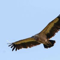 Venez observez les grands rapaces au château !