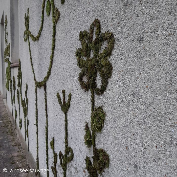 Graffiti végétal - JPE