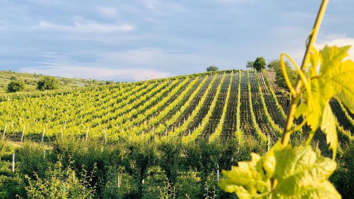 Afterwork : Vins du Kosovo