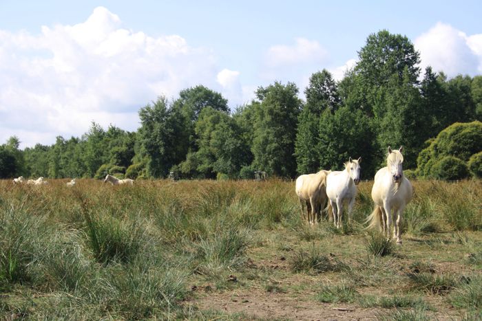 Visite guidée : la gestion écologique du marais du grand Hazé
