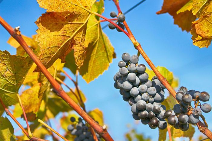 Fête des vendanges