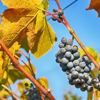 Fête des vendanges