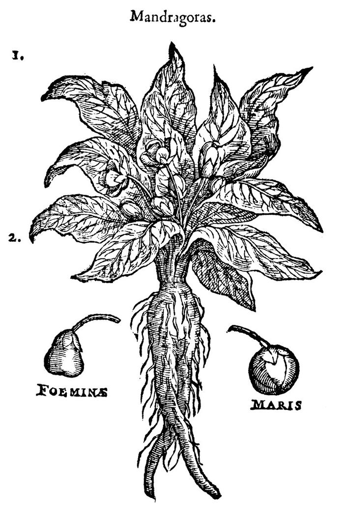 Sorcières et botanique
