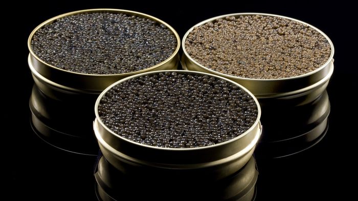 Conférence vins du monde et caviar