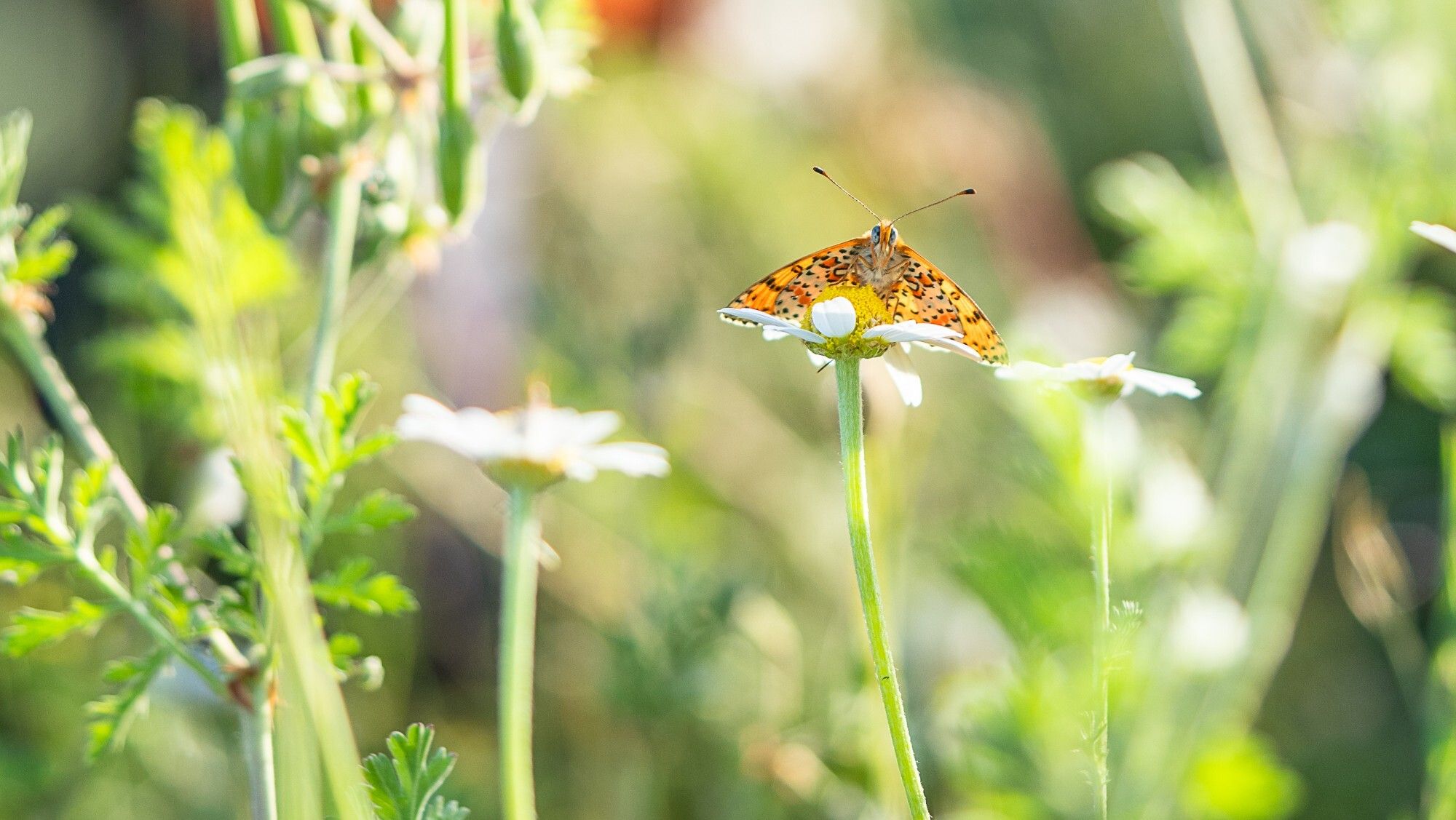 LA PHOTOGRAPHIE NATURE : DE L’ILLUSTRATION À L’ART