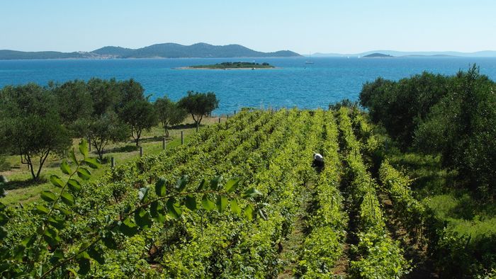 Vins de Croatie