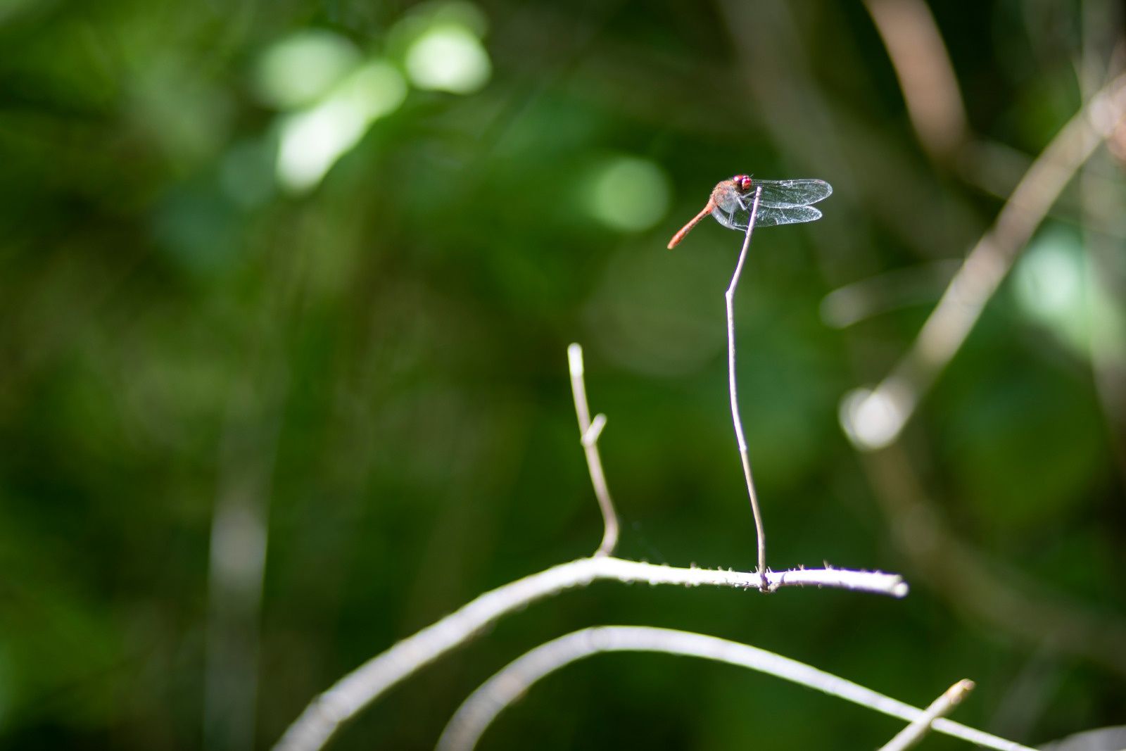 À la découverte des insectes
