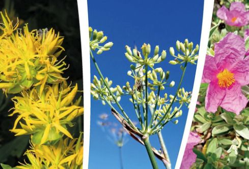 Présentation et dédicace - " Plantes sauvages dans la tradition Catalane"