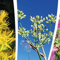 Présentation et dédicace - " Plantes sauvages dans la tradition Catalane"