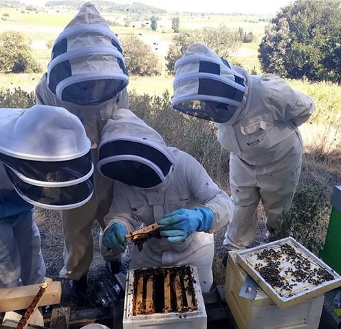 Immersion au pays des abeilles
