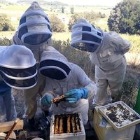 Immersion au pays des abeilles