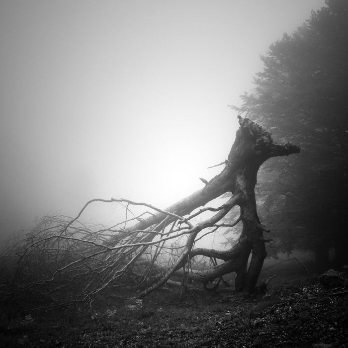 Forêts pyrénéennes