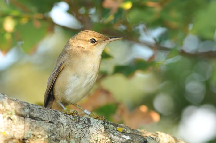 Conférence « Identifier, suivre et préserver : le rôle du baguage dans l’étude des oiseaux »